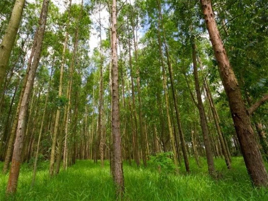 rung-bach-dan-eucalyptus